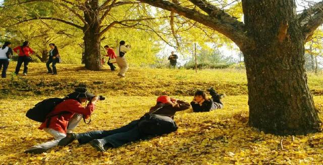 千年银杏韵，金黄满地诗，金色海洋游玩攻略来了！