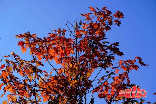 福建暖冬，又是一年好“枫”景