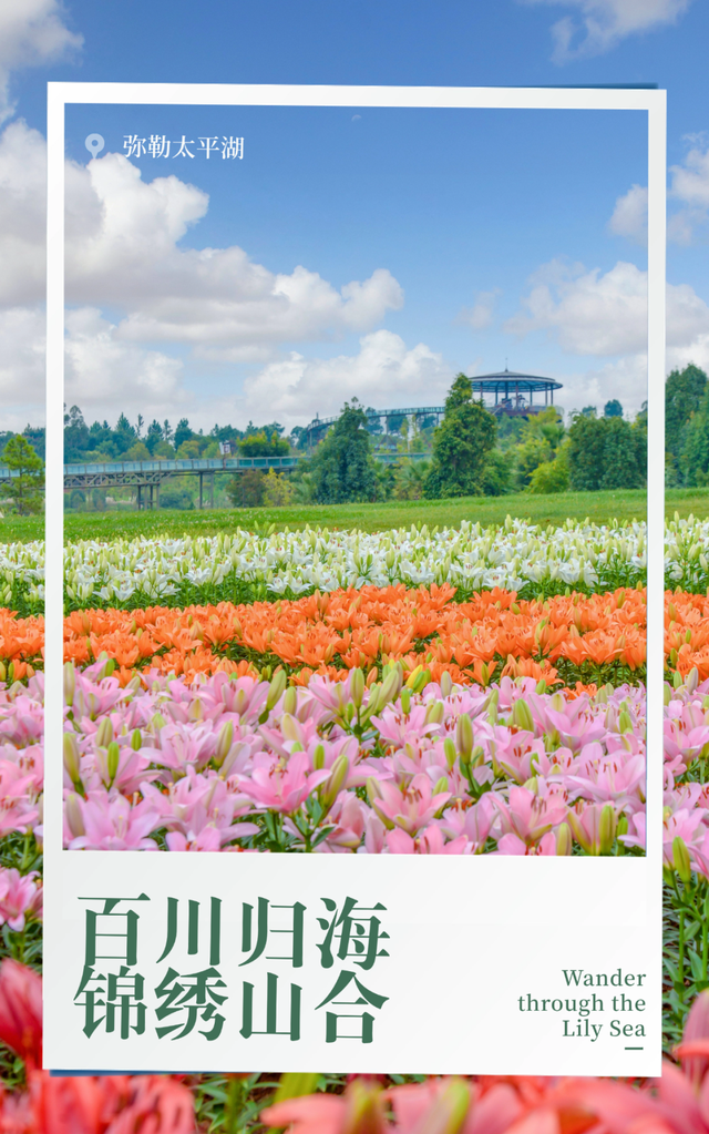 太平湖国庆百合嘉年华即将上线！