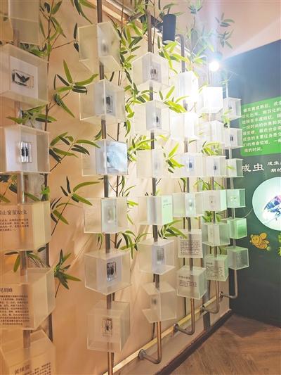献爱心护古树 免门票逛灯会 艺术灯会邀请市民赴一场浪漫璀璨的公益之约