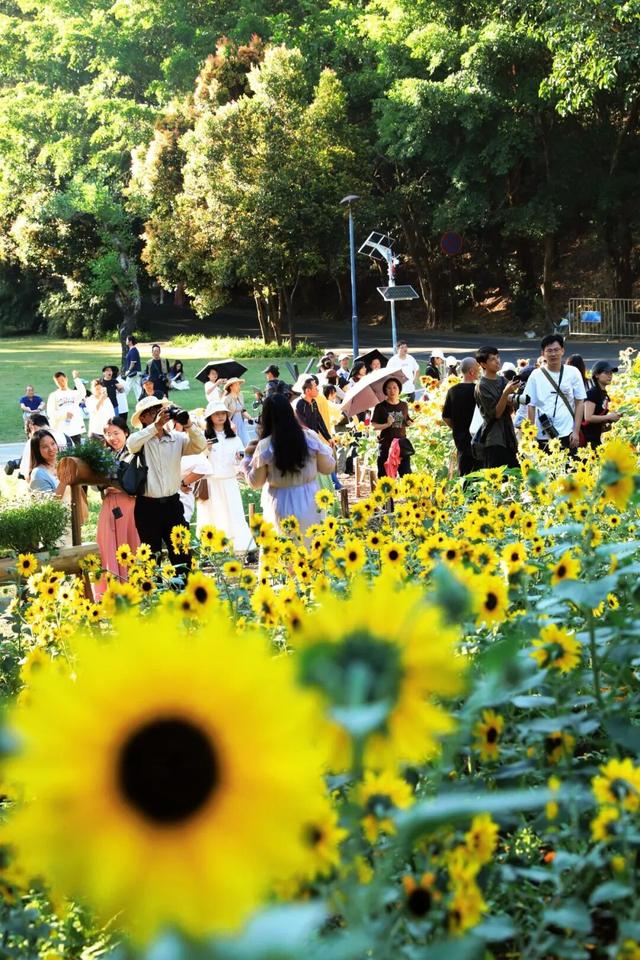 行摄 | 美爆了！秋日花海，限时上映