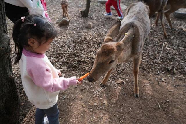 “闷窑”一出，满血复活，临沂费县两景区元旦“有戏”