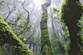 禁地虽美，安全第一！“爆红”的哀牢山是座什么山……图片