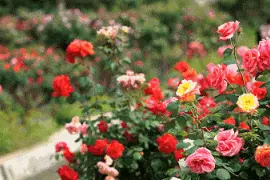 千亩花海！坐直升机空中俯瞰山湖画卷｜周末去哪图片