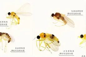 瞭望丨武夷山物种“上新”图片