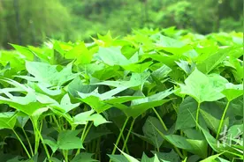 新墟镇盘活撂荒地，让红薯叶变“致富叶”图片