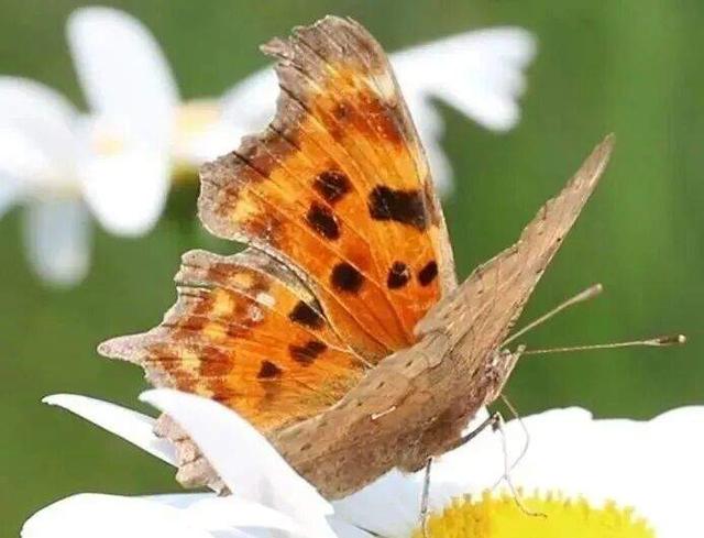 全球金奖！这次是——