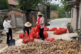 广水吴店镇：小黄姜敲开村民致富门图片