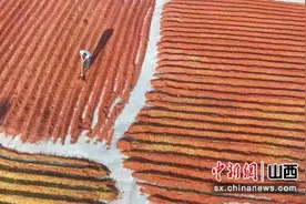 山西新绛：野生酸枣助农增收图片