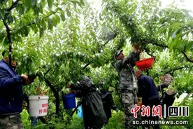 汶川：红脆李迎来成熟季  线上线下销售忙图片