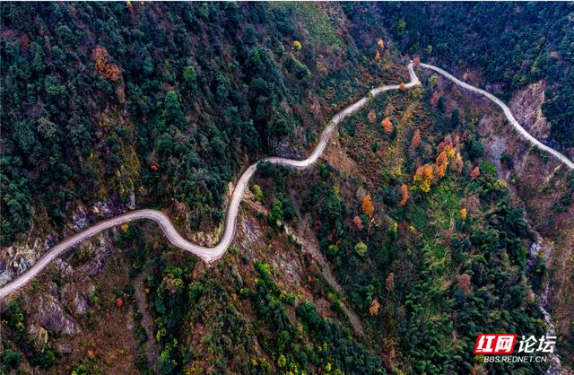 从“十八拐”到齐眉界，一条森林公园里的红色风景线
