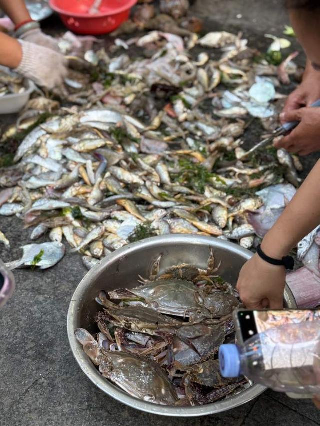 价格不比家门口菜场香，凌晨就起床，周末大堵车！一些上海人就爱去舟山、吕四、临港买梭子蟹？