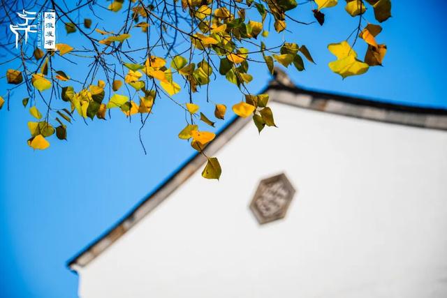 秦淮花事｜乌桕斑斓，半城秋色入画来