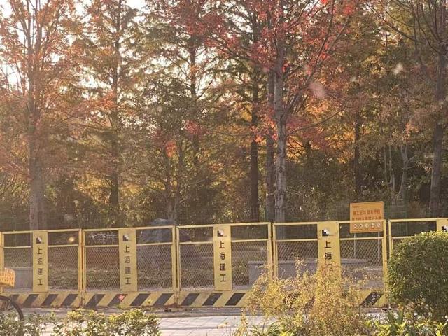 三林水森林未开先火，网络疯转“潜入攻略”！记者探访：确有不少游客；建设方：今年内完工，请静待开放