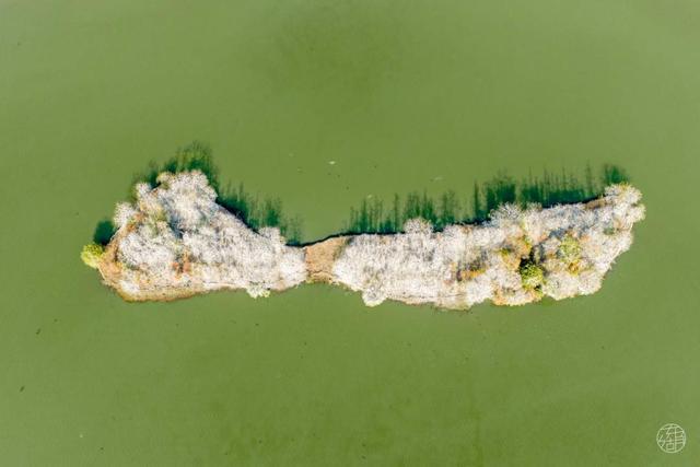 东湖冬日必打卡！观“雪”景、赏秋色、追落日！