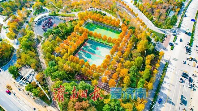 落叶铺锦景如画 济南望岳康体公园初冬限定美景上线