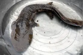 约7斤重“娃娃鱼”误入渔民渔网，已放归密云水库图片