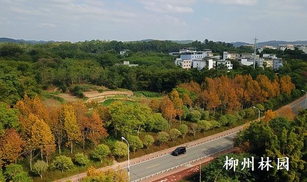 柳州市环江滨水大道法国梧桐迎来“变装盛典”