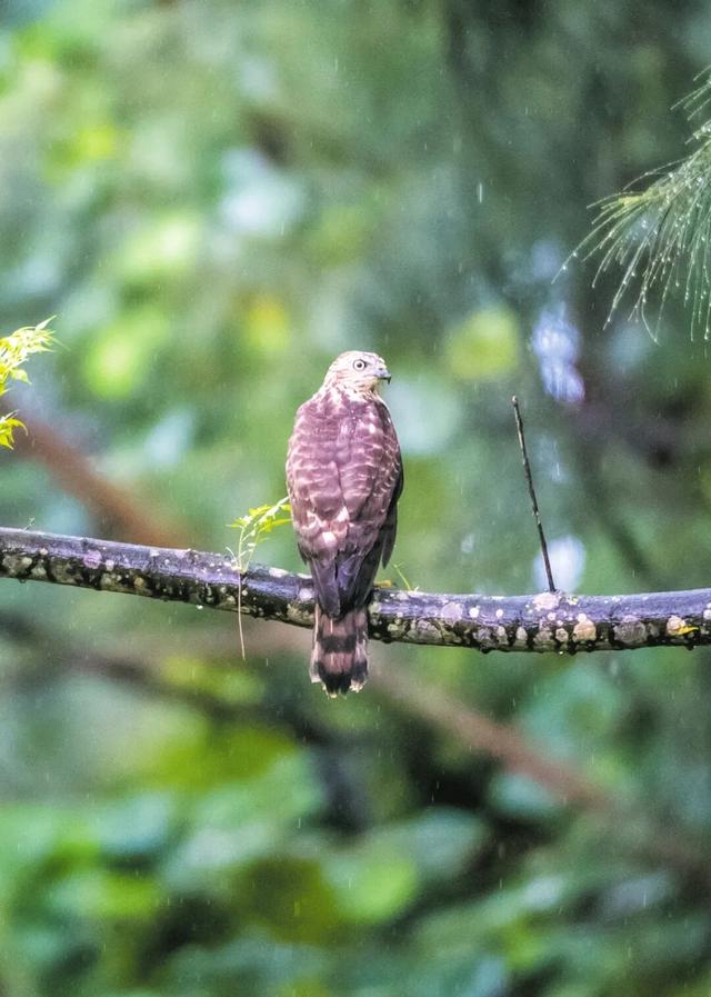 暖冬“追鸟”去！在海口美兰，邂逅灵动之美~