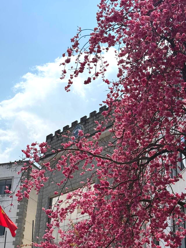 心动预警！大理这份粉色浪漫太治愈了