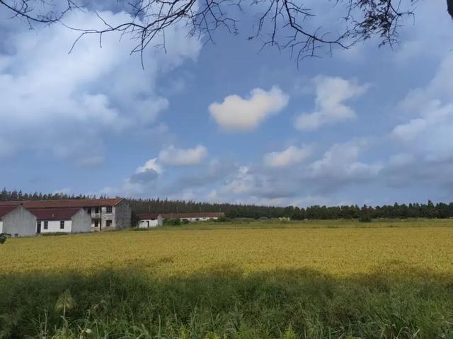 一眼沦陷！陈家镇的秋景藏着极致浪漫