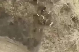 独家责任｜抓野猪的“赏金猎人”图片