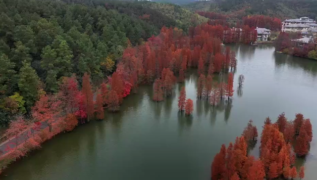 浙里“枫”光正好！多地红叶进入最佳观赏期 解锁秋冬限定浪漫
