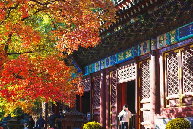 香山公园进入红叶最佳观赏期，推荐五处最佳观赏点位