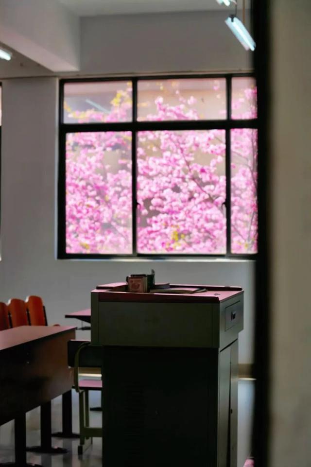 云南的大学有多美！一起来打卡嵩明职教新城樱花盛景