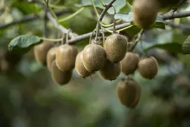 为何这颗陕西猕猴桃能频获国际订单？图片