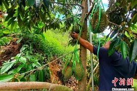 海南新增榴莲种植案例：东方市一基地首度批量挂果图片