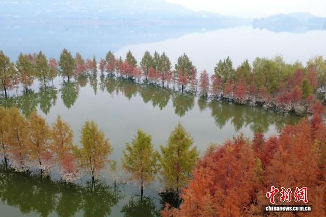 重庆开州汉丰湖国家湿地公园水中彩林美如画