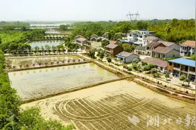 嘉鱼县官桥镇白湖寺村：野藕种植助力乡村振兴图片