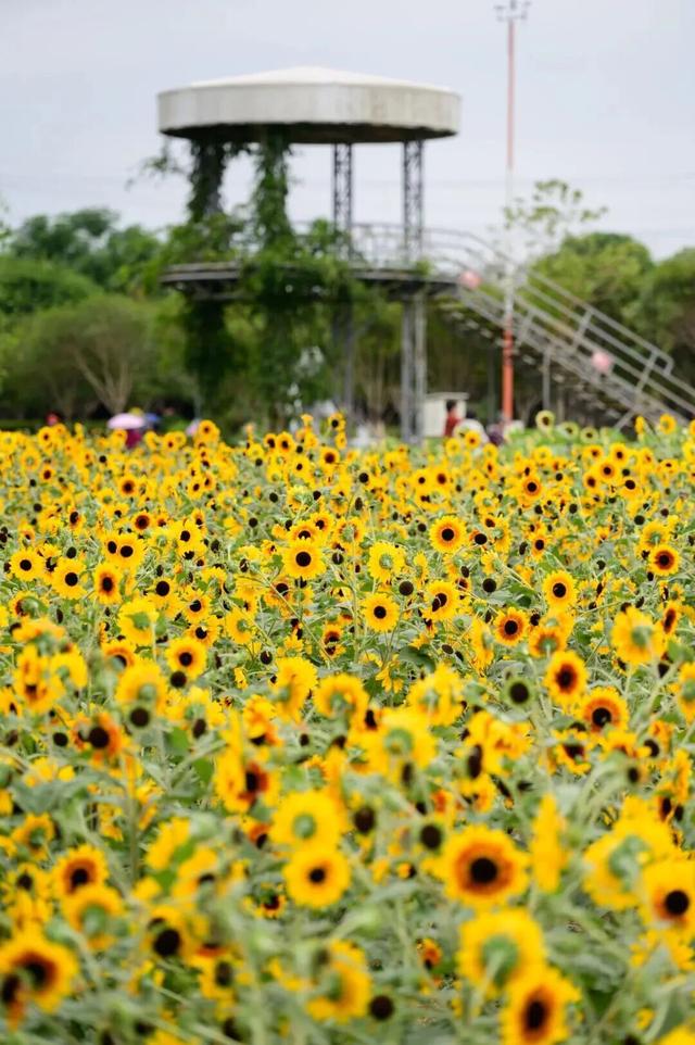 国庆花事指南：赴一场与向日葵、月季和粉黛的秋日花约