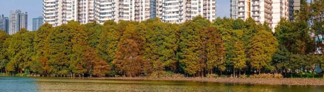 深圳秋日限定：三处落羽杉秘境，邂逅南国绚烂之季