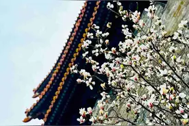 京城拍客今日精选｜玉兰舞春风 启航春意浓图片