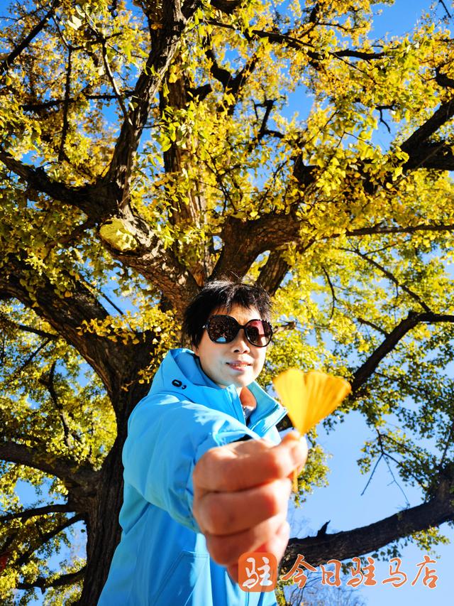 确山北泉寺：“梦回大唐”的银杏树 进入今年“颜值巅峰期”