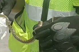 30秒｜四川绵阳：商场门口“蛇出没” 民警捕获送新家图片