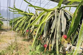 大棚火龙果，采摘正当时图片