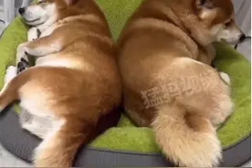 两只狗狗吵架但还是要睡在一起 网友：左边的等右边的躺下才合眼睡觉图片