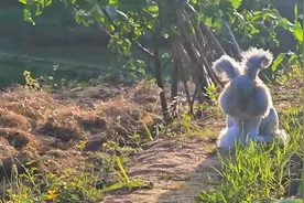 治愈一幕！阳光下的安哥拉兔，仿佛从童话里蹦出来图片