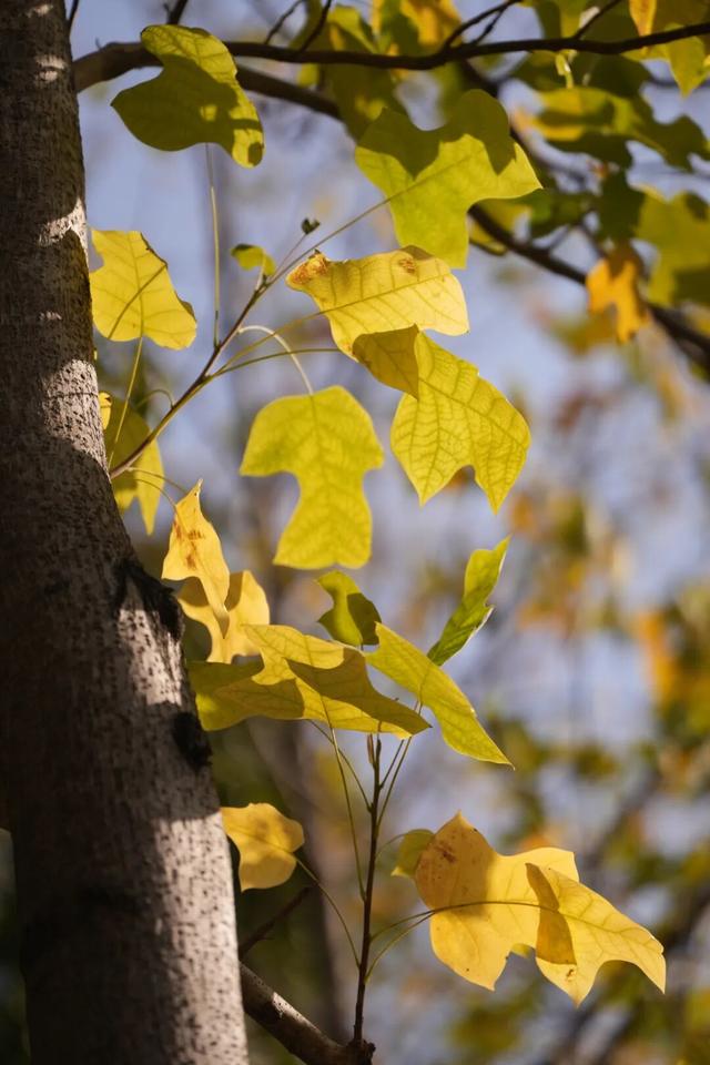 别错过，用Citywalk感受落叶的浪漫→