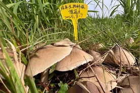 南华县雨露乡仿野生种植鸡枞菌大量出菇图片