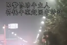 上百头牦牛在城市干道狂奔，派出所民辅警上演“追牛记”图片