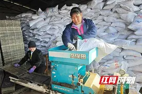 大通湖区北洲子镇：“全自动”育秧生产 按下春耕“加速键”图片