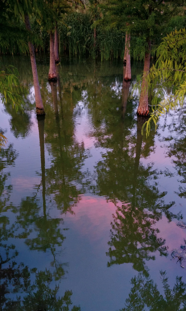 上海竟然藏了一片长满粉黛与芦苇的免费小众仙境！还有水杉渐红→