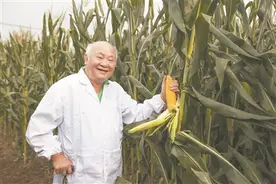 陈伟程：西部玉米种子生产基地开拓者图片