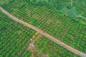 四川中江：“柚”见乡村振兴好光景图片