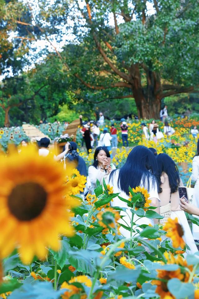 行摄 | 美爆了！秋日花海，限时上映