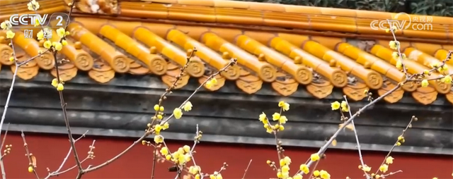 “文化游”“赏花游”“错峰游”解锁“冬日经济”新活力 文旅市场消费潜能持续释放